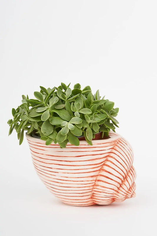 Caracola de resina Batela