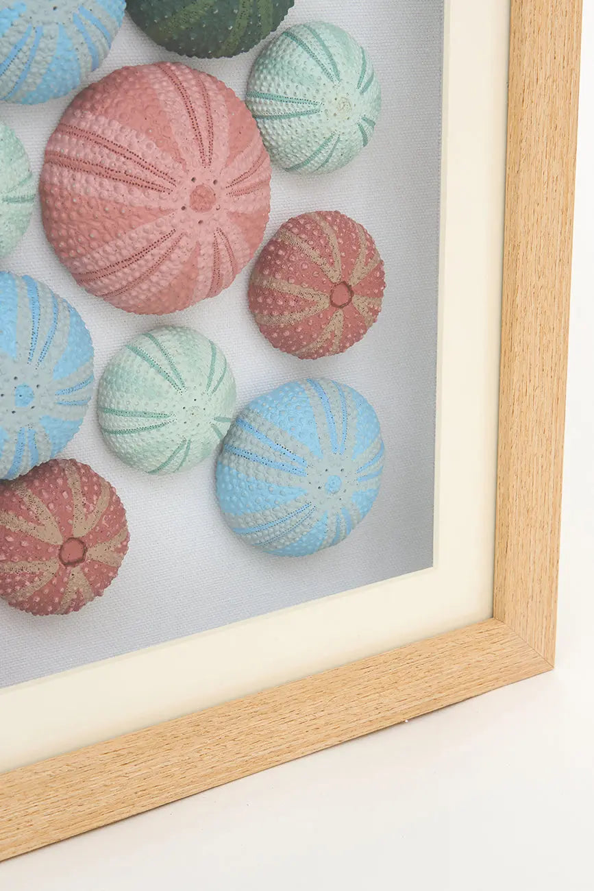 Cuadro de erizos de mar de colores, mediano