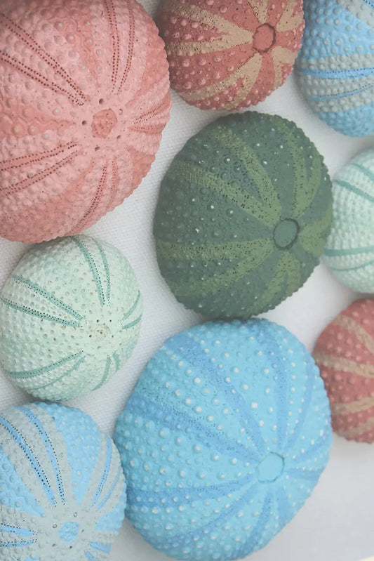 Cuadro de erizos de mar de colores