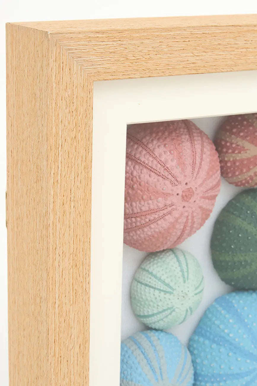 Cuadro de erizos de mar de colores