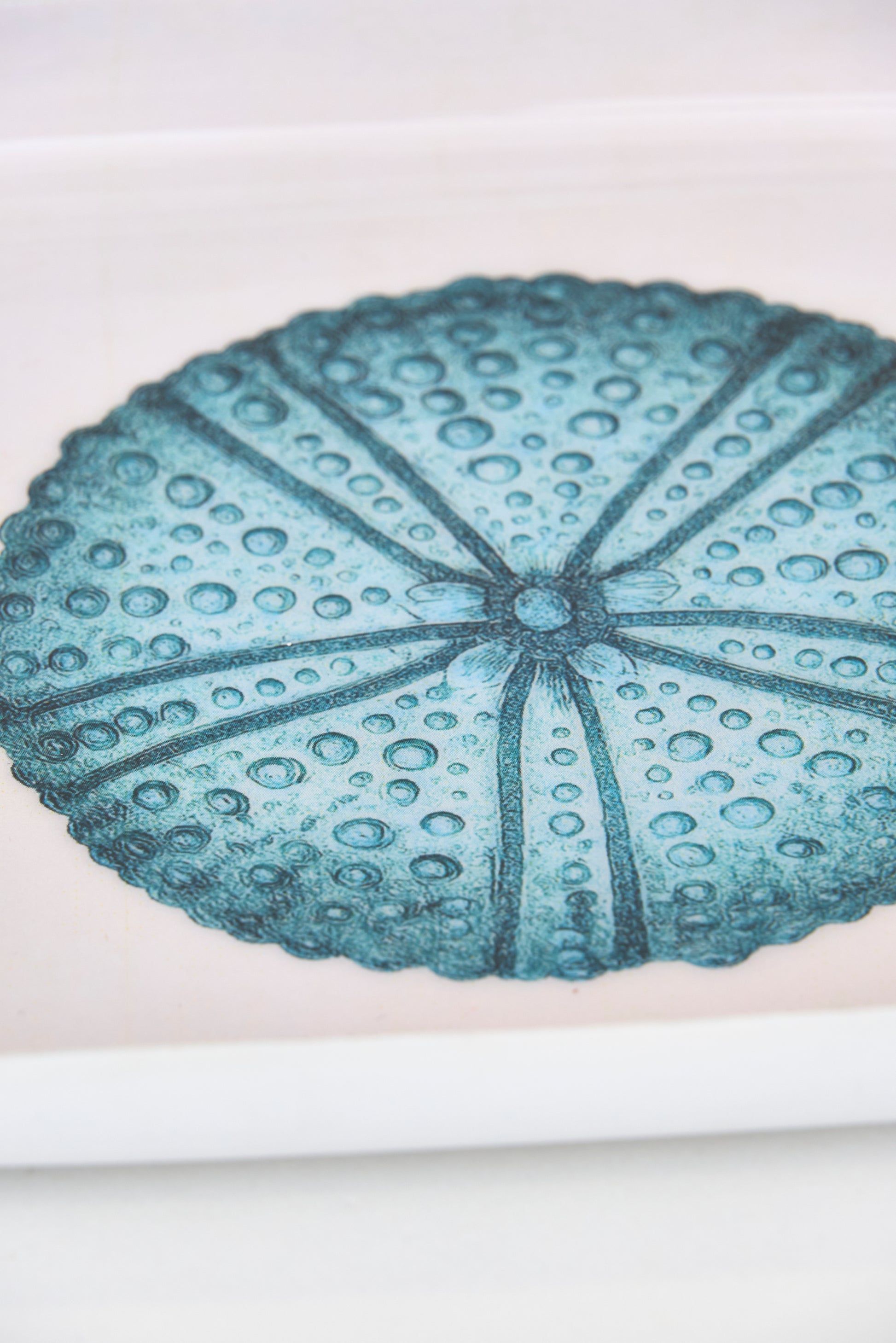 Sea urchin metal tray