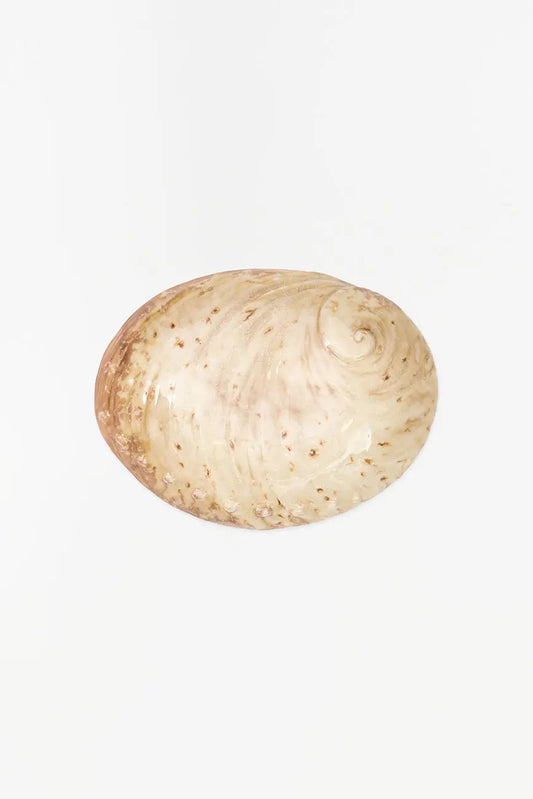 Ceramic shell-shaped plate or bowl