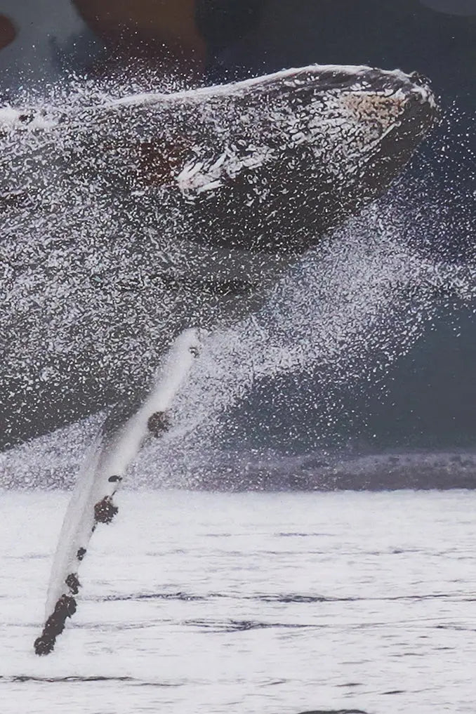 Foto impresa sobre taco de madera con ballena