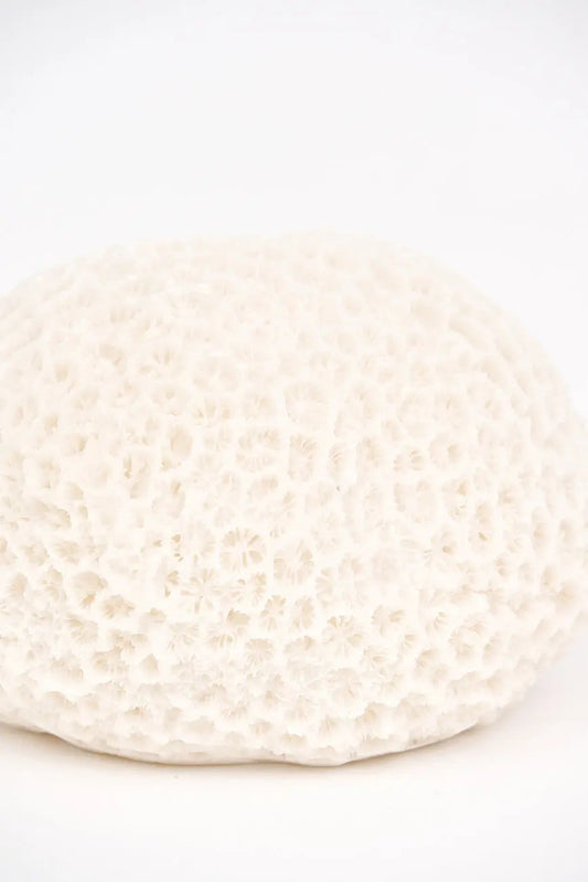 Lámpara con forma de coral marino