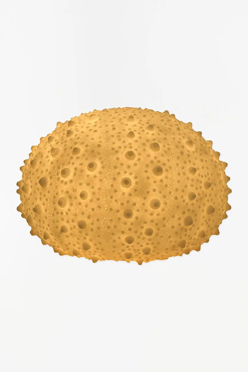 Lámpara con forma de erizo de mar