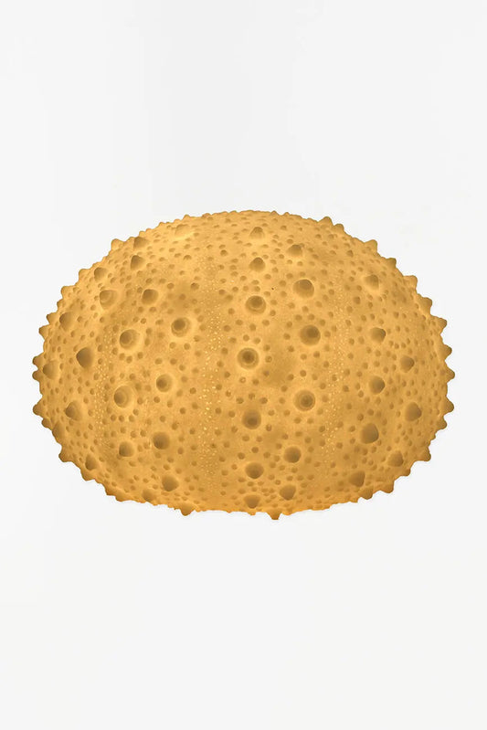 Lámpara con forma de erizo de mar