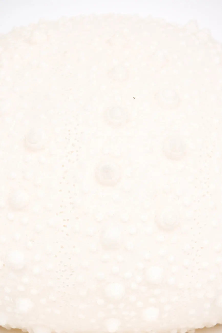 Lámpara con forma de erizo de mar