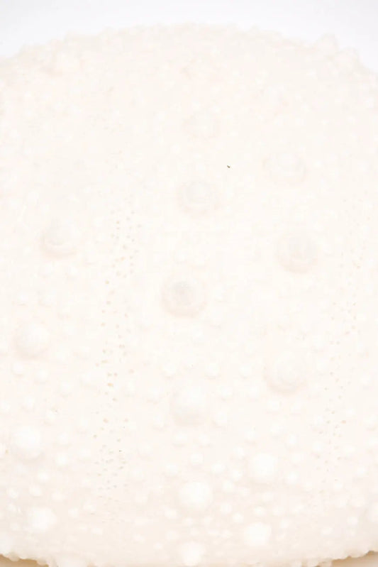 Lámpara con forma de erizo de mar