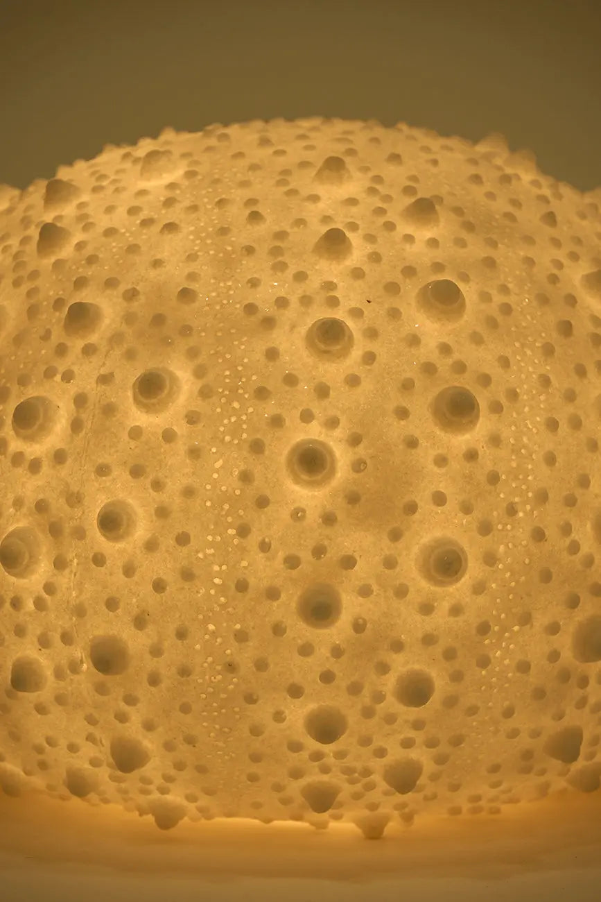 Lámpara con forma de erizo de mar