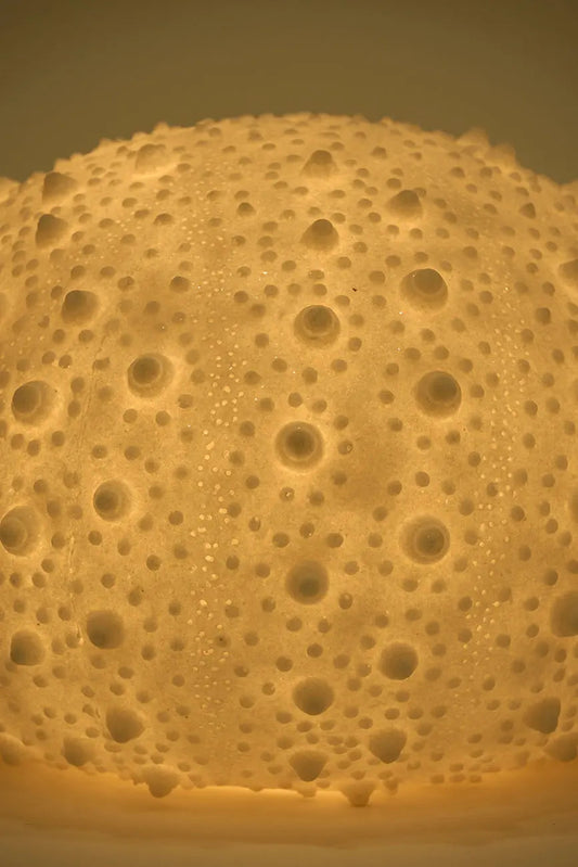 Lámpara con forma de erizo de mar