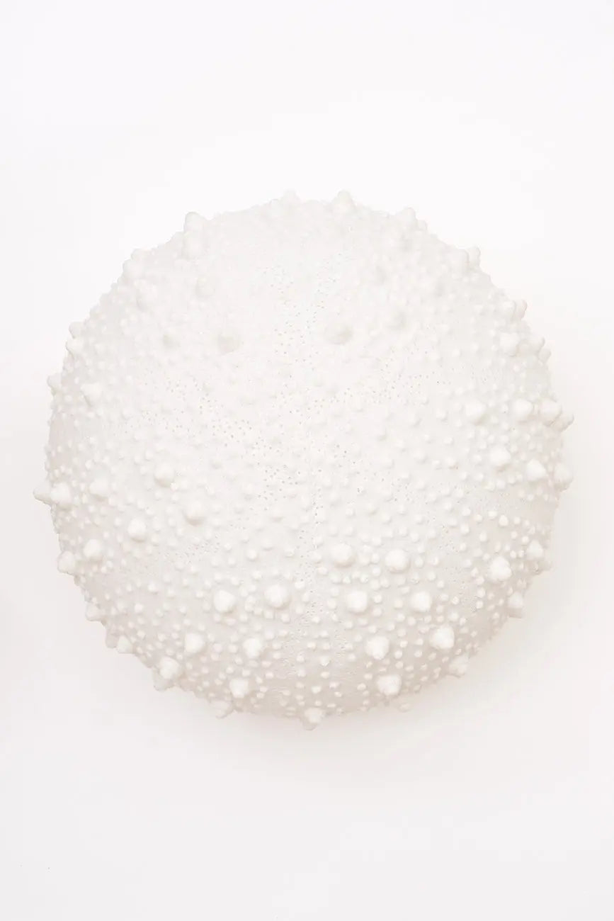 Lámpara con forma de erizo de mar