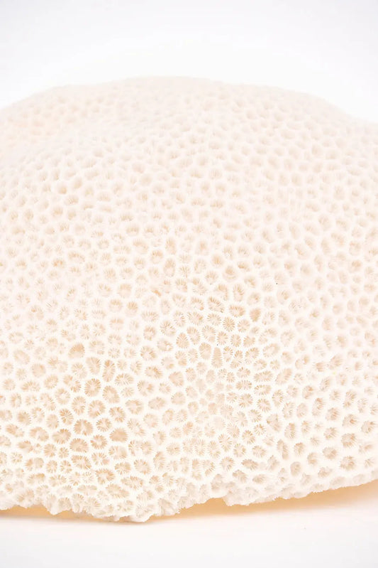 Lámpara de resina con forma de coral