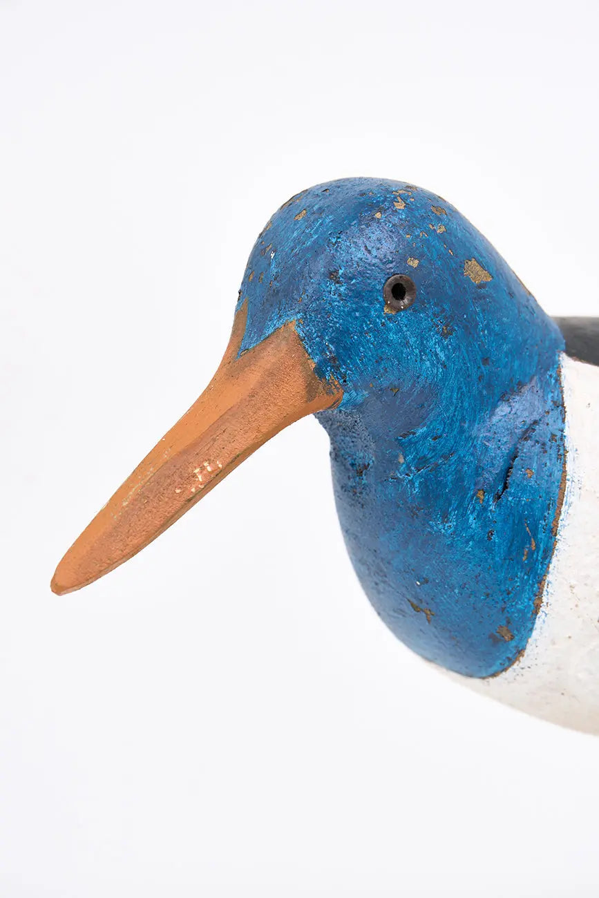 pájaro costero con base