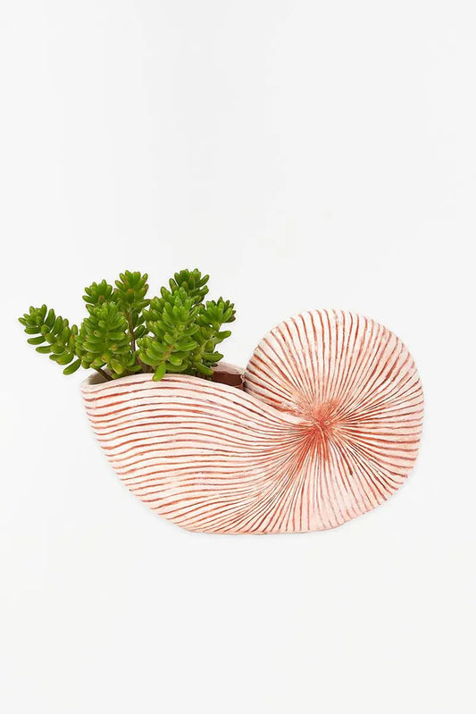 Caracola de resina grande Batela